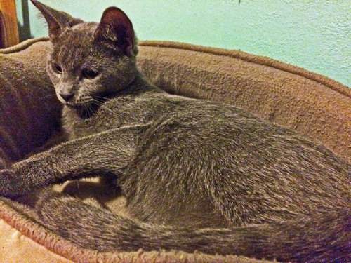 Alex Ovechkitten (bonded with Oksana Meowl)