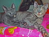 Alex Ovechkitten (bonded with Oksana Meowl)