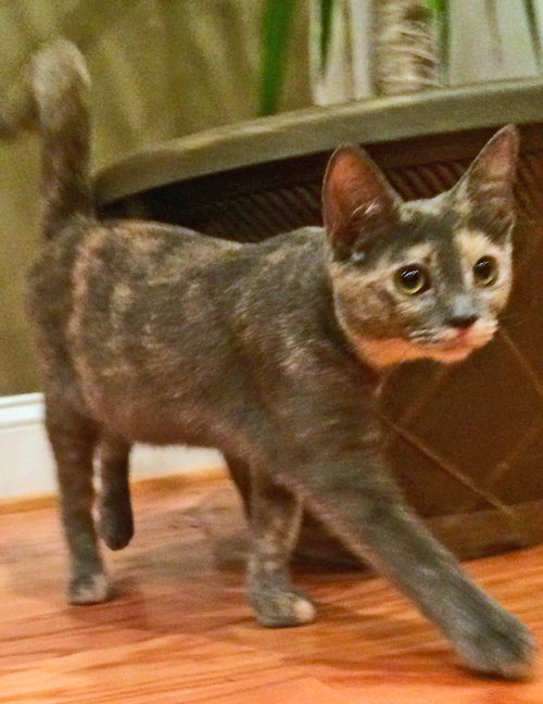 Oksana Meowl (bonded with Alex Ovechkitten)
