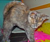Oksana Meowl (bonded with Alex Ovechkitten)
