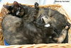 Bria (bonded with Cordine)