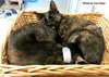 Bria (bonded with Cordine)