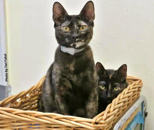 Cordine (bonded with Bria)
