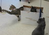 Cordine (bonded with Bria)