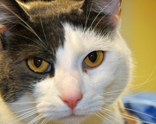Spike 2014 (declawed)