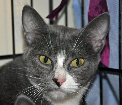 Soba (bonded with Tako)