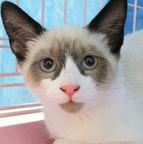 Marshmallow (bonded with Sofie)