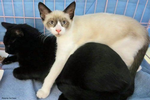 Sofie (bonded with Marshmallow)