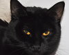 Sofie (bonded with Marshmallow)