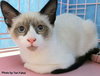 Sofie (bonded with Marshmallow)
