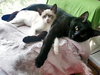 Sofie (bonded with Marshmallow)