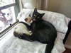 Sofie (bonded with Marshmallow)