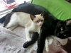 Sofie (bonded with Marshmallow)