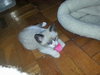 Sofie (bonded with Marshmallow)