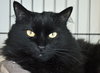 Eleanor (declawed)