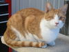 Roary (bonded to Sergio)