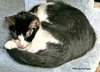 Archer (bonded with Magpie)