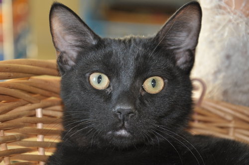 Archer (bonded with Magpie)