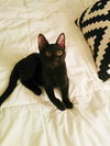Archer (bonded with Magpie)