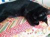 Archer (bonded with Magpie)