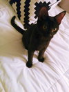 Archer (bonded with Magpie)