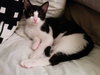 Archer (bonded with Magpie)