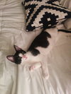 Archer (bonded with Magpie)