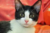 Archer (bonded with Magpie)