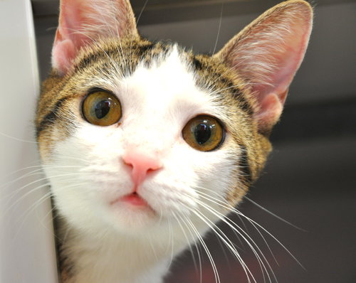 Sugar (bonded with Oreo)