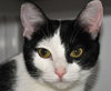 Sugar (bonded with Oreo)