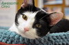 Sugar (bonded with Oreo)
