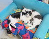 Oreo (bonded with Sugar)