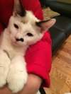 Kristoff (bonded with Sven)