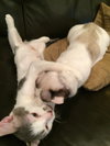 Kristoff (bonded with Sven)
