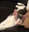 Sven (bonded with Kristoff)