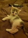 Sven (bonded with Kristoff)
