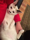 Sven (bonded with Kristoff)