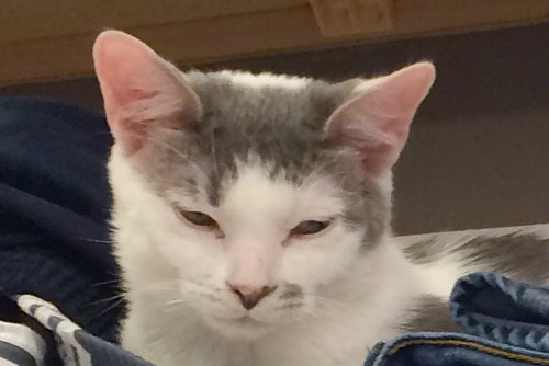 Sven (bonded with Kristoff)