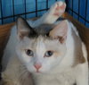 Pearl 2014 (bonded with Susie Q)