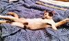 Susie Q (bonded with mom Pearl 2014)