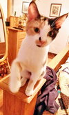 Susie Q (bonded with mom Pearl 2014)