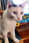 Susie Q (bonded with mom Pearl 2014)
