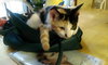 Susie Q (bonded with mom Pearl 2014)