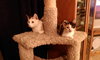 Susie Q (bonded with mom Pearl 2014)