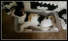 Susie Q (bonded with mom Pearl 2014)