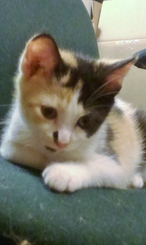 Susie Q (bonded with mom Pearl 2014)