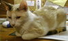 Susie Q (bonded with mom Pearl 2014)