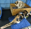 Susie Q (bonded with mom Pearl 2014)
