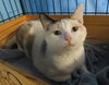Susie Q (bonded with mom Pearl 2014)