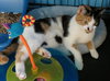 Susie Q (bonded with mom Pearl 2014)